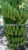 Cavendish Banana