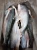  Frozen Pangasius Fish