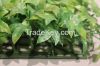 Factory Direct Artificial Buxus Boxwood Plant Made in China