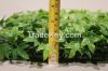 Factory Direct Artificial Buxus Boxwood Plant Made in China