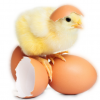 HATCHING BROILER EGGS ...