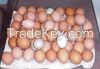  Fresh Chicken Eggs Brown and White 