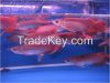 Black Diamond Stingray Fish / Asian Red and Super Red Arowana Fish 