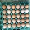 Chicken Eggs