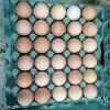 Chicken Eggs