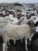 sheep and goat for sale