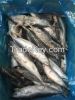seafrozen bonito whole...