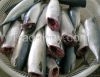 pacific mackerel HG
