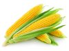 Yellow corn, NON GMO h...