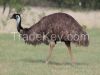 Emu Oil Bulk Wholesale Natural Oil Australian Emu Oil Refined Type B