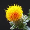 Safflower Oil