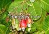 Agriculture Cashew nut...