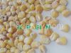 Feed corn