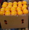 Fresh Citrus fruits apples, Oranges. Tangarine, lemons mandarines and others 