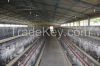 chicks cage system