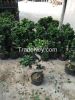 S Shaped Bonsai Ficus ...