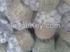 Fresh Garlic For Sale 