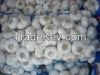 Fresh Garlic For Sale 