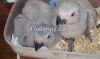 Congo African Grey Parrot Eggs and Parrots (Eggs Hatching Ratio 1:1, 100% Guaranteed) and Incubators For Sale