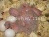 Fertile Parrot Hatching eggs (Eggs Hatching Ratio 1:1, 100% Guaranteed), Parrots and Incubators For Sale