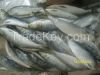 FROZEN SARDINELLA AURITA Whole Round