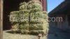 Alfalfa