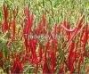 red chili thai pepper
