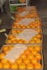 Egyptian Fresh Orange for sale