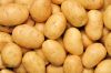 High Quality Potatoes For Export (Bintje And Challenger)