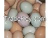 Fertile parrot eggs