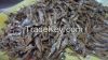 Silver Cyprinid 