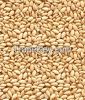 organic sesame seeds