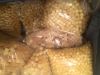 Baltic amber (Samples ...