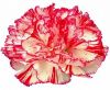 Cut Carnations