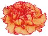 Cut Carnations