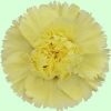 Cut Carnations