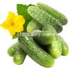 Cucumbers