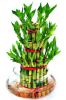 Lucky bamboo plant 3 l...