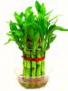 Lucky bamboo plant 2 l...