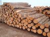 SPRUCE TIMBERS (LAT. PICEA) (WHITE WOOD) (SOFTWOOD)
