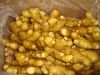 High Quality Grade A Fresh Ginger for Export