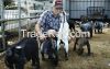 African Pygmy Goats