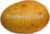 Fresh Indian Potatoes