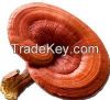 GANODERMA RED WHOLE MUSHROOM
