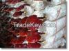 GANODERMA RED WHOLE MUSHROOM
