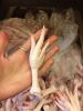 Chicken Feet