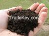 The best Peat Moss for...