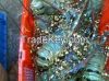 Eel fish, mud crabs, s...