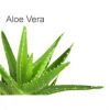 Aloe Vera Plants