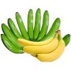 Cavendish Banana G9